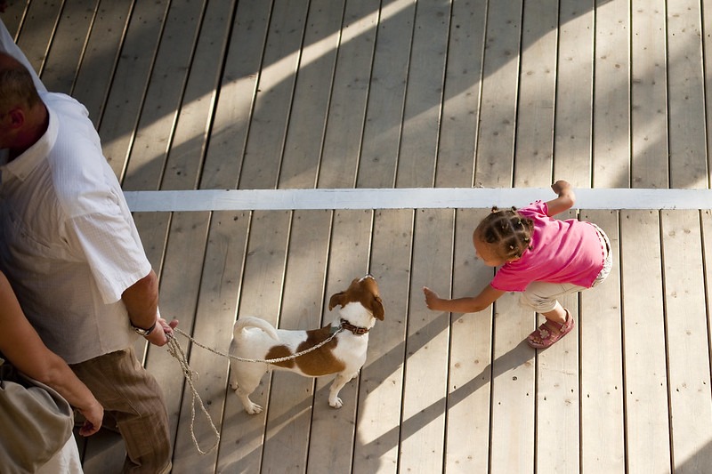 Article : Un animal est un ami : STOP à la maltraitance animale